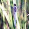 unique_dragonfly