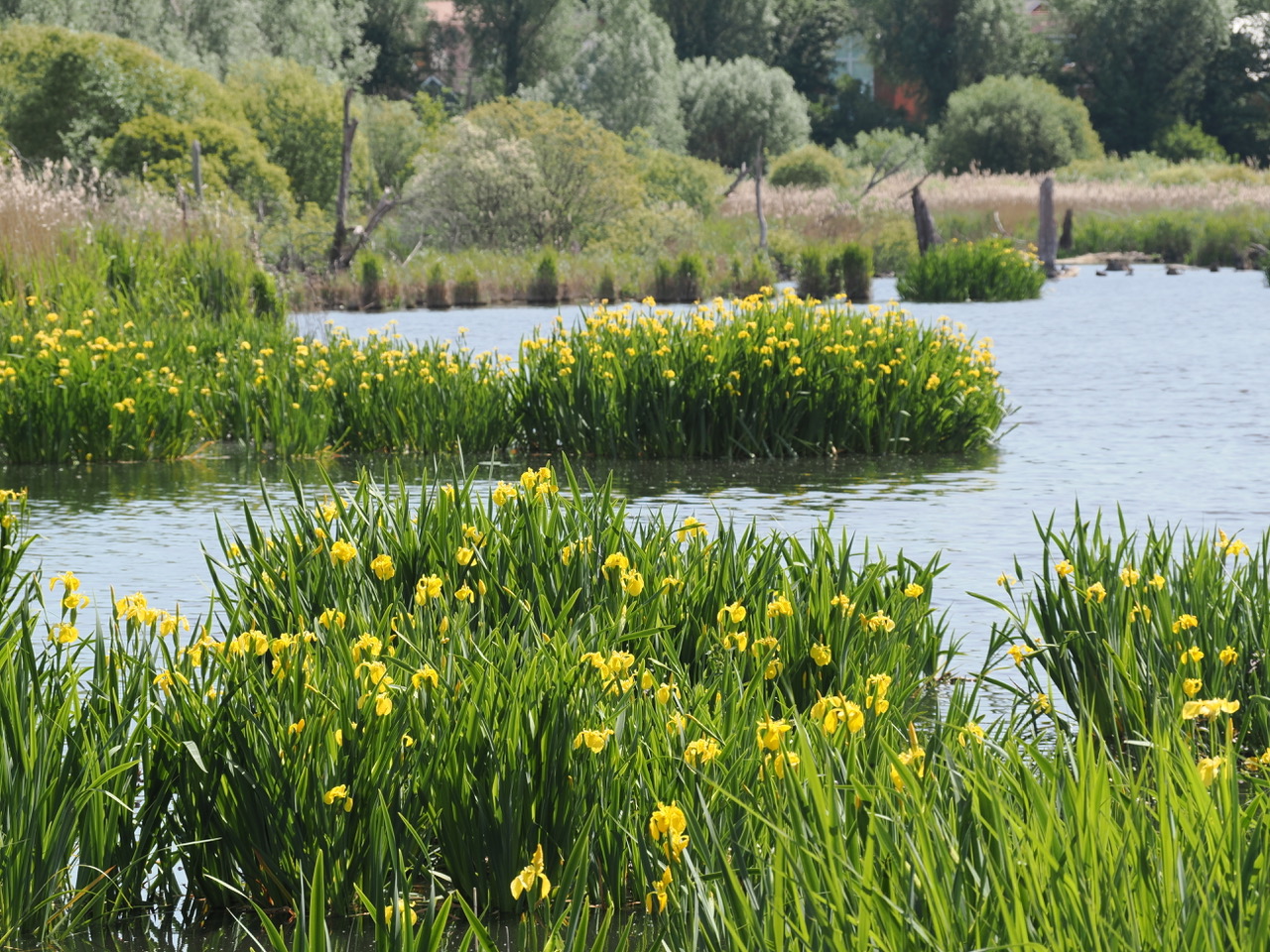 Fishlake Meadows.jpeg