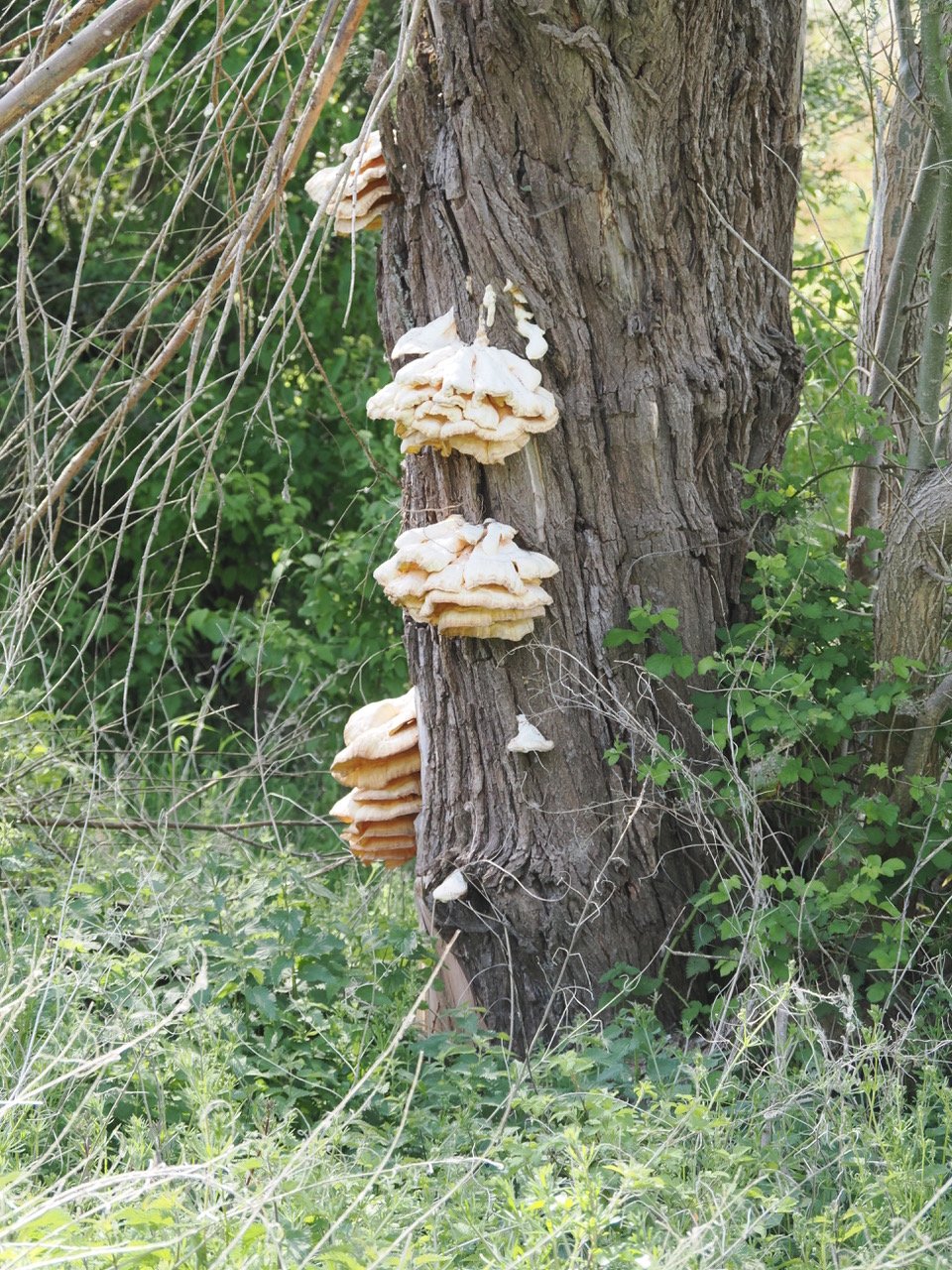 Chicken of the woods.jpeg