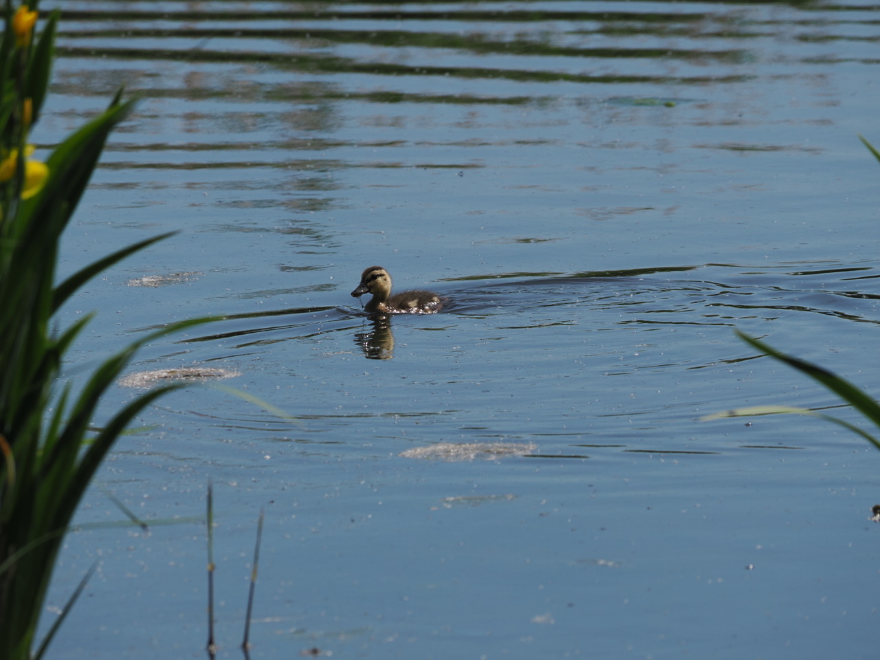 Duckling.jpeg