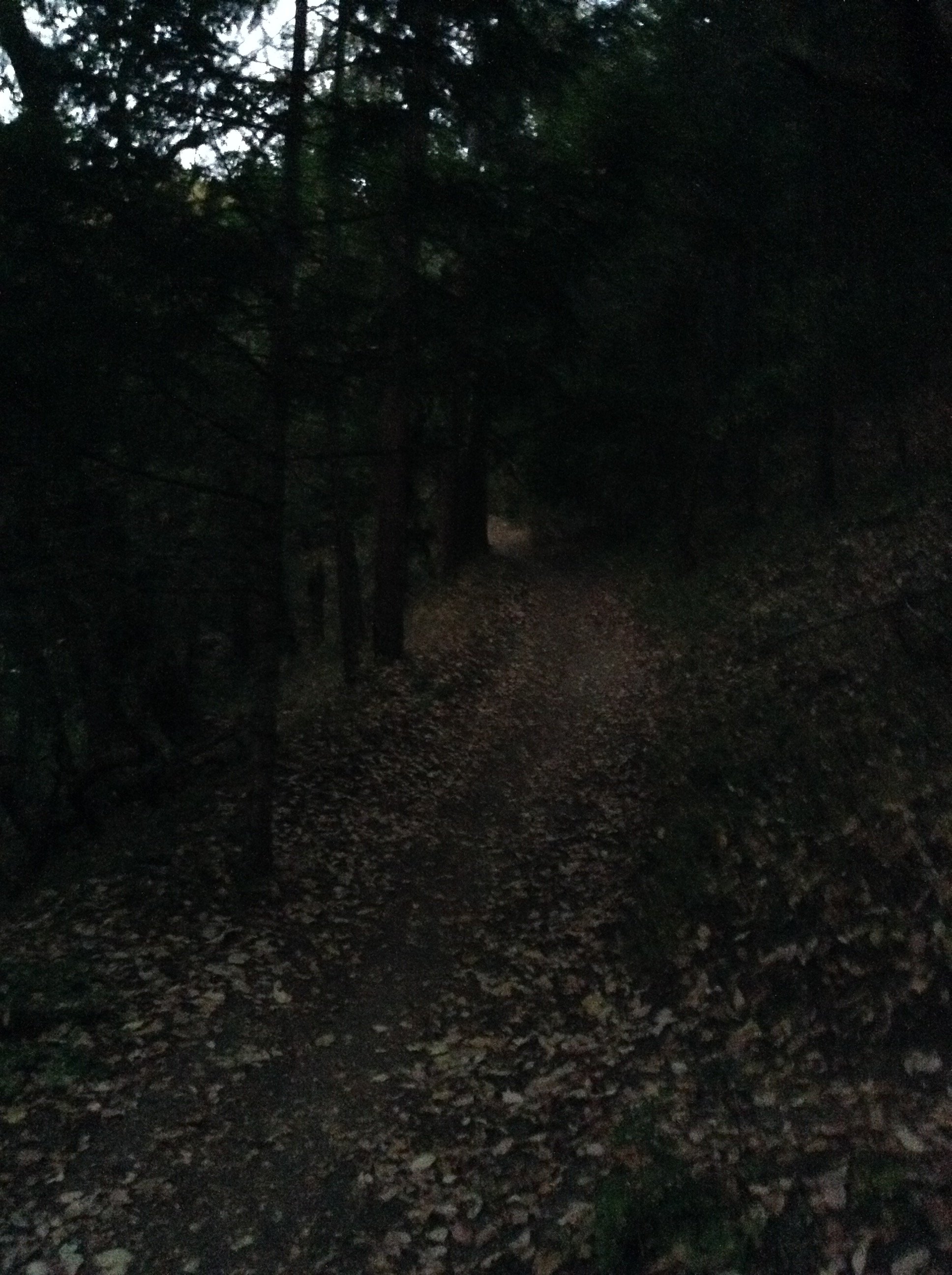 manzanita forest path.JPG