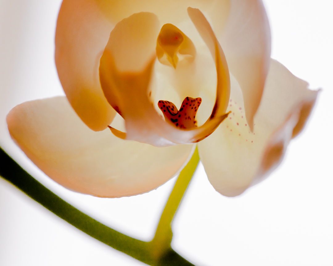 Orkidea lähes high key 3-6654.jpg