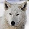 WhiteWolf